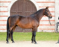 stallion LVV Aragon (Alt Wuerttemberg, 2014, from Artus)