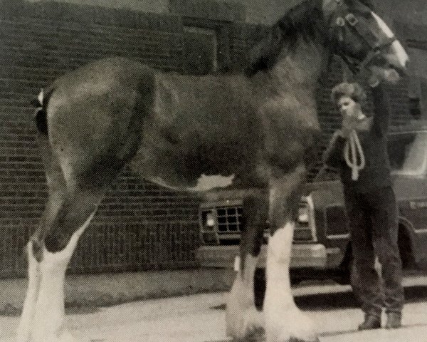 broodmare Olde Pine Tree Nora (Clydesdale, 1986, from Bardrill Ambassador)