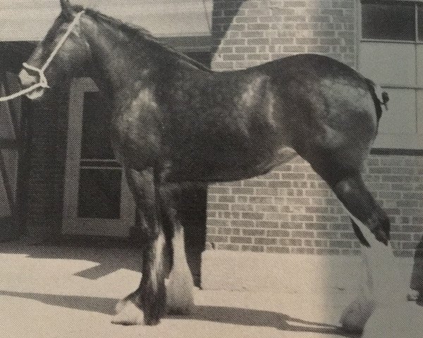 broodmare Olde Pine Tree Georgie Girl (Clydesdale, 1983, from Jonesway King George)