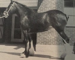 Zuchtstute Olde Pine Tree Georgie Girl (Clydesdale, 1983, von Jonesway King George)