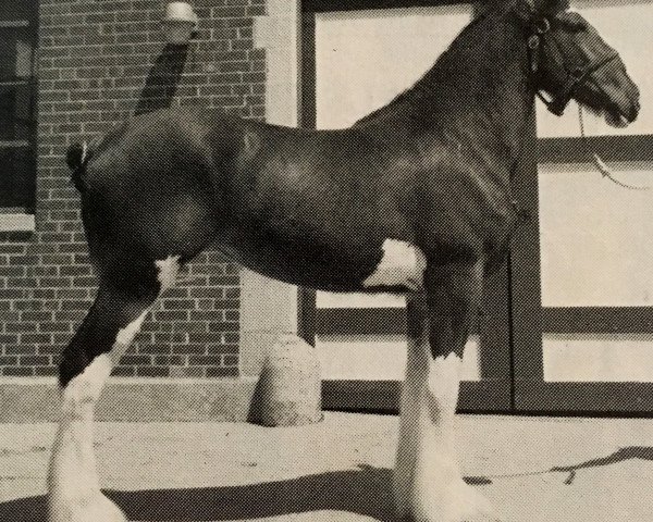 Zuchtstute Olde Pine Tree Derry (Clydesdale, 1985, von Bardrill Ambassador)