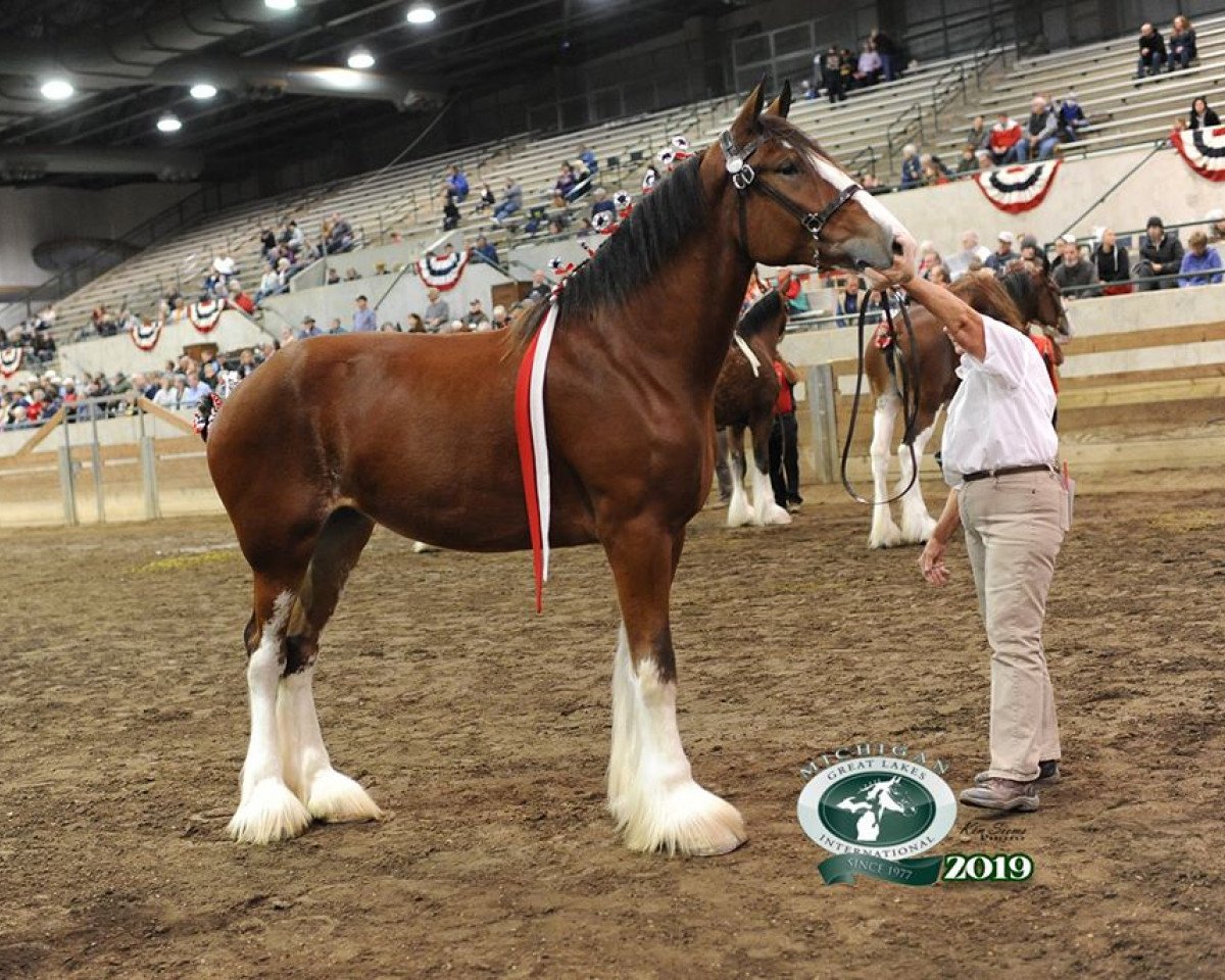 Pferd Olde Tyme Ai Ulila (Clydesdale, 2017, von C3 Lucky's Ivan the Great)