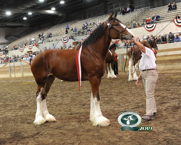 horse Olde Tyme Ai Ulila (Clydesdale, 2017, from C3 Lucky's Ivan the Great)