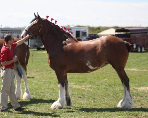 broodmare Old Park Holly (Clydesdale, 2006, from Oak Park Mac)