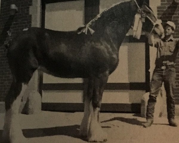 broodmare Ogdensburg Sue (Clydesdale, 1984, from Ogdensburg Teddy's Lad)