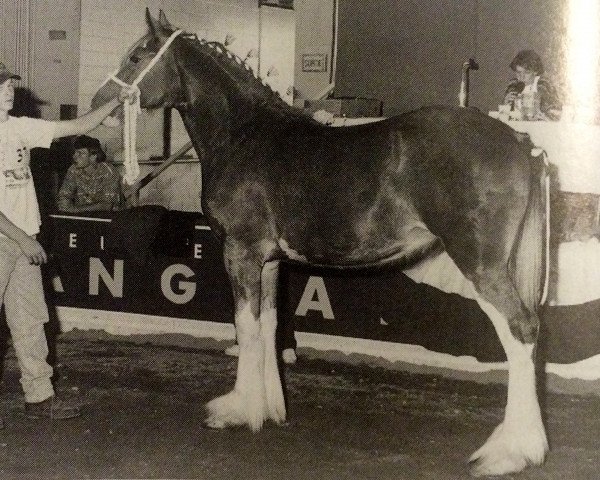 Pferd Ogdensburg Patsy (Clydesdale, 1995, von Ogdensburg Clancy)