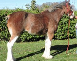 Zuchtstute Ogdensburg Master Darby (Clydesdale, 2015, von Danny Boy Master Don)