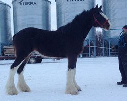 horse Ogdensburg Master Ace (Clydesdale, 2012, from Danny Boy Master Don)