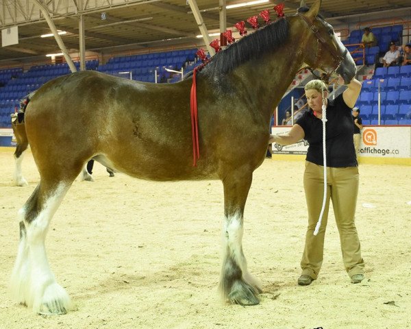 horse Ogdensburg Kiefer's Elite (Clydesdale, 2016, from Willow Way Kiefer)