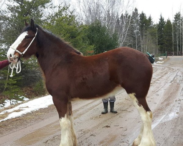 horse Ogdensburg Keifer's Dallas (Clydesdale, 2015, from Willow Way Kiefer)