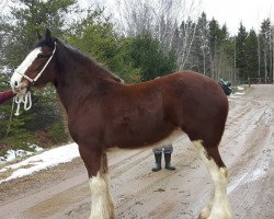 Pferd Ogdensburg Keifer's Dallas (Clydesdale, 2015, von Willow Way Kiefer)