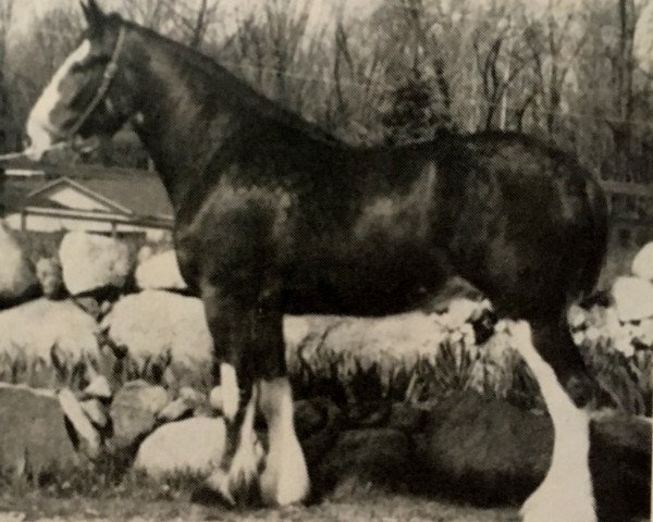 horse Ogdensburg Jane (Clydesdale, 1983, from Ogdensburg Teddy's Lad)