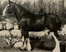 horse Ogdensburg Jane (Clydesdale, 1983, from Ogdensburg Teddy's Lad)