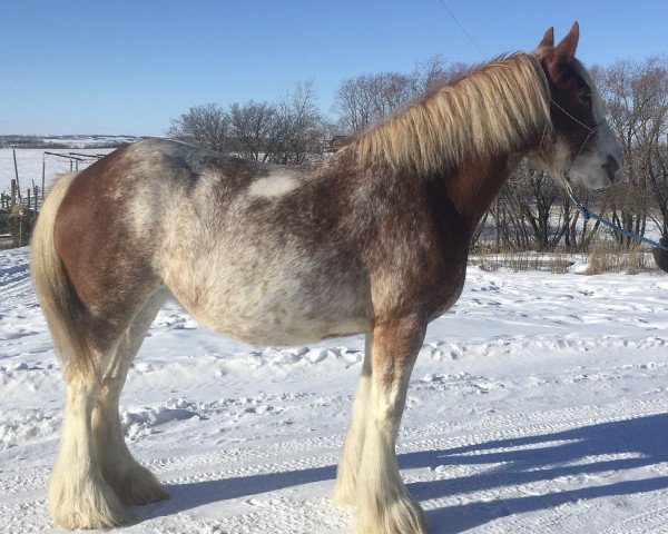 Zuchtstute Hill Topper Sky's Snow (Clydesdale, 2014, von Willow Way Keystone)