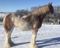 broodmare Hill Topper Sky's Snow (Clydesdale, 2014, from Willow Way Keystone)