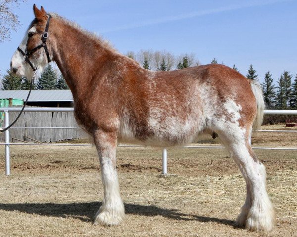 Zuchtstute Willow Way Fashion (Clydesdale, 2005, von Monty of Woodland)