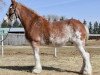 Zuchtstute Willow Way Fashion (Clydesdale, 2005, von Monty of Woodland)