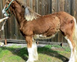 Pferd Meadowview Northern Marie (Clydesdale, 2016, von Ogdensburg HC Variety)