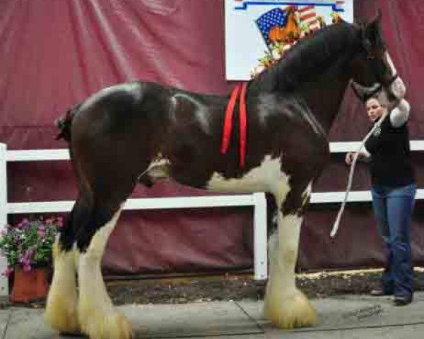 stallion Ogdensburg HC Variety (Clydesdale, 2009, from Highfield Collessie)