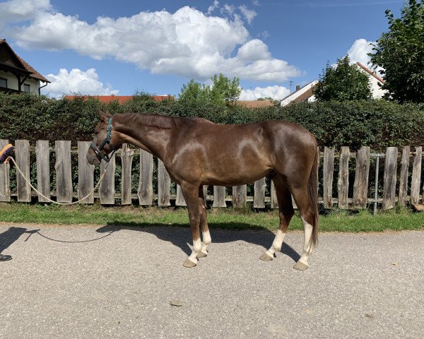 dressage horse Babylon (Westphalian, 2015, from Barroso)