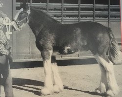 Deckhengst Ogdensburg Doug (Clydesdale, 2000, von Ainville Freelance)