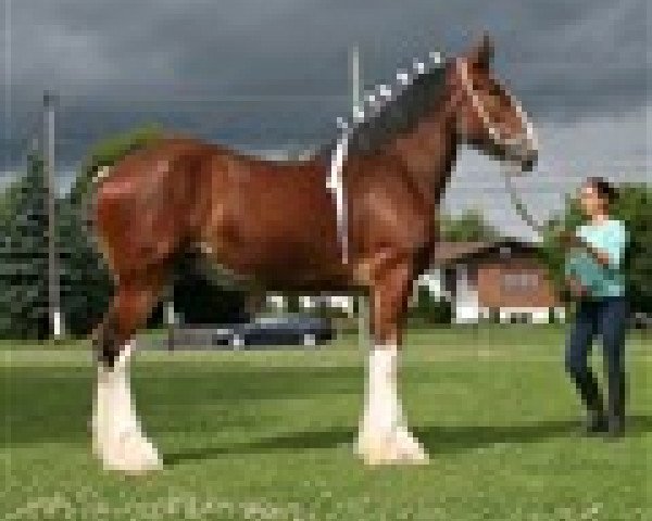 Pferd Ogdensburg Ax's Whitaker (Clydesdale, 2011, von Thistle Ridge Av's Axel)