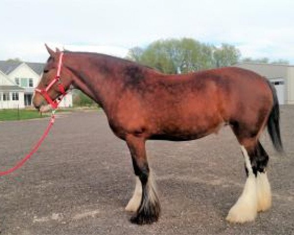 horse Ogdensburg Ax's Aurora (Clydesdale, 2012, from Thistle Ridge Av's Axel)