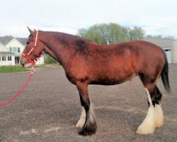 Pferd Ogdensburg Ax's Aurora (Clydesdale, 2012, von Thistle Ridge Av's Axel)