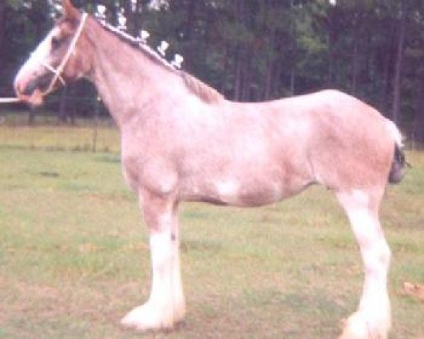 horse O'Brolchan's Muirton Mabel (Clydesdale, 1991, from Boreland Prince Ossian)