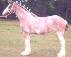 horse O'Brolchan's Muirton Mabel (Clydesdale, 1991, from Boreland Prince Ossian)