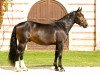 stallion LVV Sol (Alt Wuerttemberg, 2015, from Sorano)