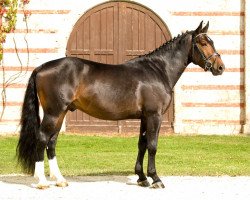 stallion LVV Sol (Alt Wuerttemberg, 2015, from Sorano)