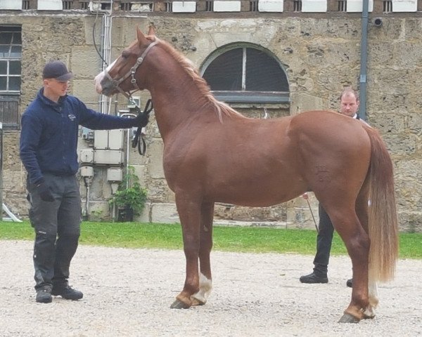 stallion Ursus (Alt Wuerttemberg, 2017, from Ulysse des Pres)