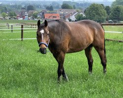 jumper Flint (KWPN (Royal Dutch Sporthorse), 2010, from Arezzo VDL)