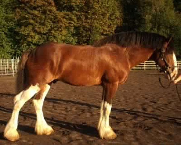 horse Oakwood Thistle's Guinness (Clydesdale, 2002, from Thistle Ridge Argyll Enhancer)