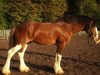 Pferd Oakwood Thistle's Guinness (Clydesdale, 2002, von Thistle Ridge Argyll Enhancer)