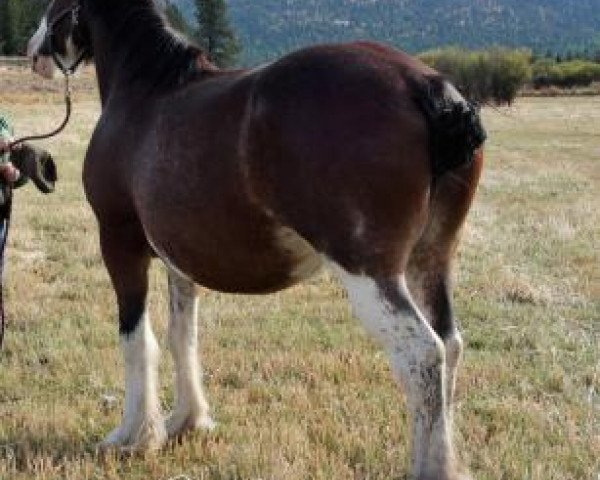 broodmare Oakwood Castle Top Isabell (Clydesdale, 2007, from Oakwood Thistle's Guinness)