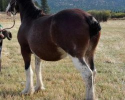 Zuchtstute Oakwood Castle Top Isabell (Clydesdale, 2007, von Oakwood Thistle's Guinness)