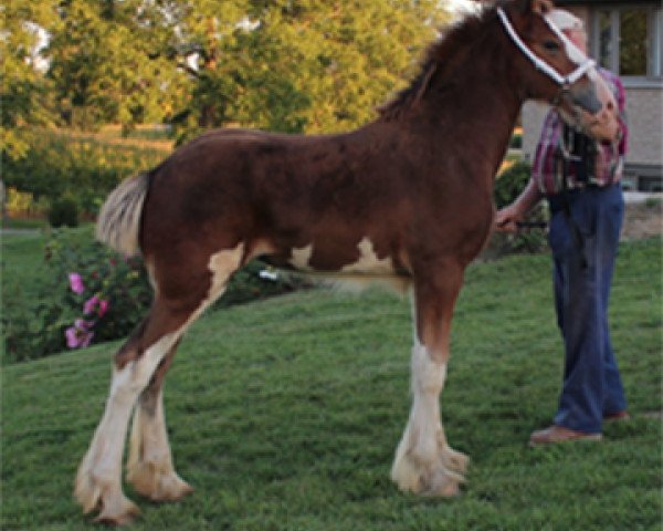 horse Oak Park Penny (Clydesdale, 2016, from Karvelton Mac's Classic)