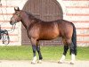 stallion LVV Umberto (Alt Wuerttemberg, 2013, from Ulysse des Pres)