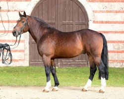 stallion LVV Umberto (Alt Wuerttemberg, 2013, from Ulysse des Pres)