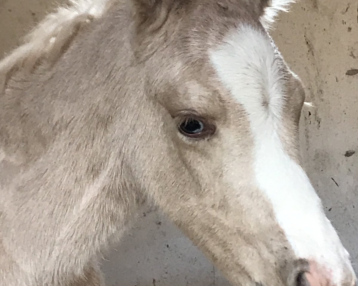 Pferd Mr. Donnerhall (Deutsches Reitpony, 2020, von The Braes My Mobility)
