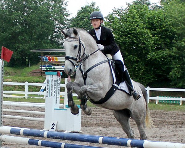 Springpferd Clareville Beauty (Irish Sport Horse, 2012, von I Love You Melody)