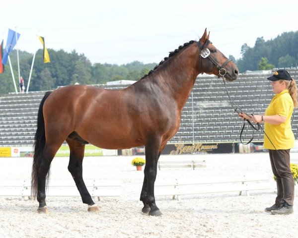 stallion Sorius (Alt Wuerttemberg, 2000, from Soran)
