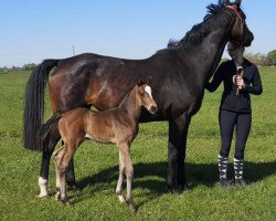 horse Top-Fohlen von Danone 1 (Oldenburger, 2020, from Danone 4)