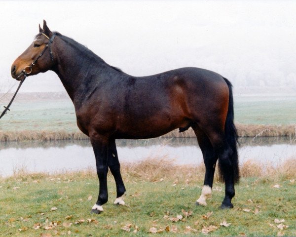 stallion Sorent (Alt Wuerttemberg, 1988, from Wettruf)