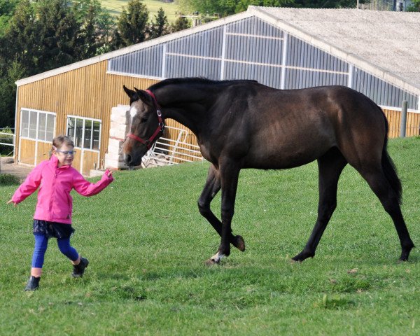 horse Christian N (Oldenburg show jumper, 2018, from Colman)