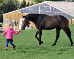 horse Christian N (Oldenburg show jumper, 2018, from Colman)