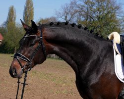 jumper Cafe's Paul (Oldenburg show jumper, 2017, from Cafe au lait 2)