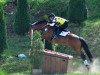 dressage horse Armani Code (Württemberger, 2007, from Alassio's Boy)